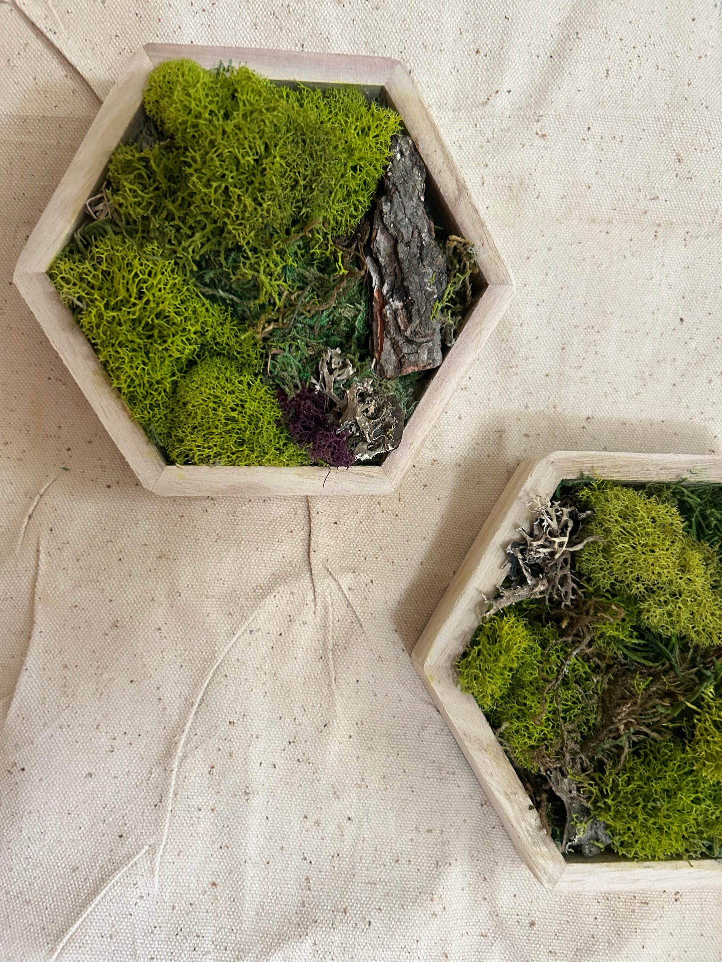 Moss Art Small